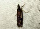 Crambus_heringiellus_sysiheinakoisa_IMG_6673.JPG