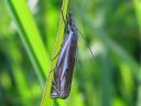 Crambus_lathoniellus_metsaheinakoisa_IMG_1012.JPG