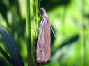 Crambus_lathoniellus_metsaheinakoisa_IMG_2417.JPG