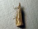 Crambus_lathoniellus_metsaheinakoisa_IMG_4253.JPG