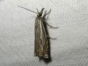 Crambus_lathoniellus_metsaheinakoisa_IMG_4502.JPG