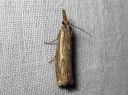 Crambus_lathoniellus_metsaheinakoisa_IMG_4559.JPG