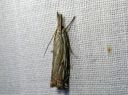 Crambus_lathoniellus_metsaheinakoisa_IMG_4993.JPG