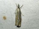 Crambus_lathoniellus_metsaheinakoisa_IMG_5796.JPG