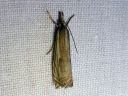 Crambus_lathoniellus_metsaheinakoisa_IMG_6685.JPG