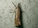 Crambus_lathoniellus_metsaheinakoisa_IMG_7151.JPG