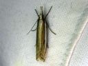 Crambus_pascuellus_palleheinakoisa_IMG_2488.JPG