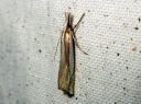 Crambus_pascuellus_palleheinakoisa_IMG_3866.JPG