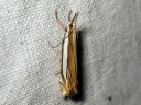 Crambus_pascuellus_palleheinakoisa_IMG_4828.JPG