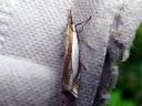 Crambus_pascuellus_palleheinakoisa_IMG_6057.JPG