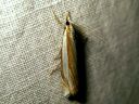 Crambus_pascuellus_palleheinakoisa_IMG_6434.JPG