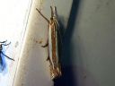 Crambus_pascuellus_palleheinakoisa_IMG_7159.JPG