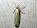 Crambus_perlellus_kultaheinakoisa_IMG_0052.JPG