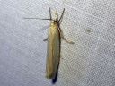 Crambus_perlellus_kultaheinakoisa_IMG_0465.JPG