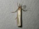 Crambus_perlellus_kultaheinakoisa_IMG_0614.JPG