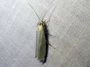 Crambus_perlellus_kultaheinakoisa_IMG_1072.JPG