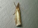 Crambus_perlellus_kultaheinakoisa_IMG_1979.JPG