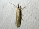 Crambus_perlellus_kultaheinakoisa_IMG_2946-001.JPG