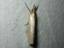 Crambus_perlellus_kultaheinakoisa_IMG_2948.JPG