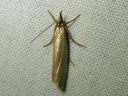 Crambus_perlellus_kultaheinakoisa_IMG_3445.JPG