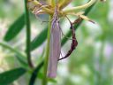 Crambus_perlellus_kultaheinakoisa_IMG_4352.JPG