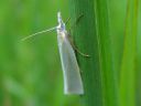 Crambus_perlellus_kultaheinakoisa_IMG_4367.JPG