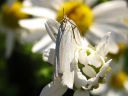 Crambus_perlellus_kultaheinakoisa_IMG_5094.JPG