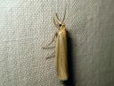 Crambus_perlellus_kultaheinakoisa_IMG_5420.JPG