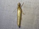 Crambus_perlellus_kultaheinakoisa_IMG_6556.JPG