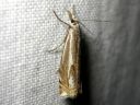 Crambus_pratellus_niittyheinakoisa_IMG_1217.JPG