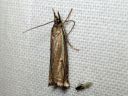 Crambus_pratellus_niittyheinakoisa_IMG_1550.JPG