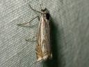 Crambus_pratellus_niittyheinakoisa_IMG_1803.JPG