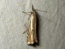 Crambus_pratellus_niittyheinakoisa_IMG_2069.JPG