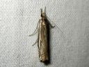 Crambus_pratellus_niittyheinakoisa_IMG_2578.JPG