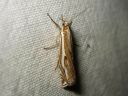 Crambus_pratellus_niittyheinakoisa_IMG_2861.JPG