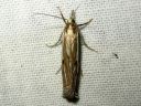 Crambus_pratellus_niittyheinakoisa_IMG_2862.JPG