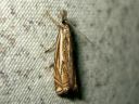 Crambus_pratellus_niittyheinakoisa_IMG_3720.JPG