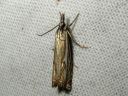 Crambus_pratellus_niittyheinakoisa_IMG_3987.JPG