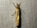 Crambus_pratellus_niittyheinakoisa_IMG_4843.JPG