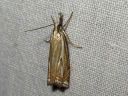 Crambus_pratellus_niittyheinakoisa_IMG_4866.JPG