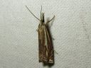 Crambus_pratellus_niittyheinakoisa_IMG_6926.JPG