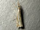 Crambus_pratellus_niittyheinakoisa_IMG_9987.JPG