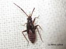 Cremnocephalus_albolineatus_nymph_seepralude_nymfi_19_6_2016.JPG