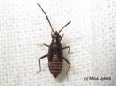 Cremnocephalus_albolineatus_nymph_seepralude_nymfi_19_6_2016_28229.JPG