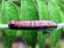 Crocallis_elinguaria_larva_petomittari_toukka_IMG_0206.JPG