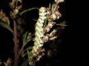 Cucullia_absinthii_larva_malikaapuyokkonen_toukka_IMG_4325.JPG