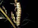 Cucullia_absinthii_larva_malikaapuyokkonen_toukka_IMG_4440.JPG