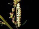 Cucullia_absinthii_larva_malikaapuyokkonen_toukka_IMG_4441.JPG