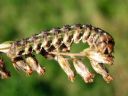 Cucullia_absinthii_larva_malikaapuyokkonen_toukka_IMG_9660.JPG