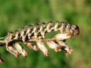 Cucullia_absinthii_larva_malikaapuyokkonen_toukka_IMG_9661.JPG